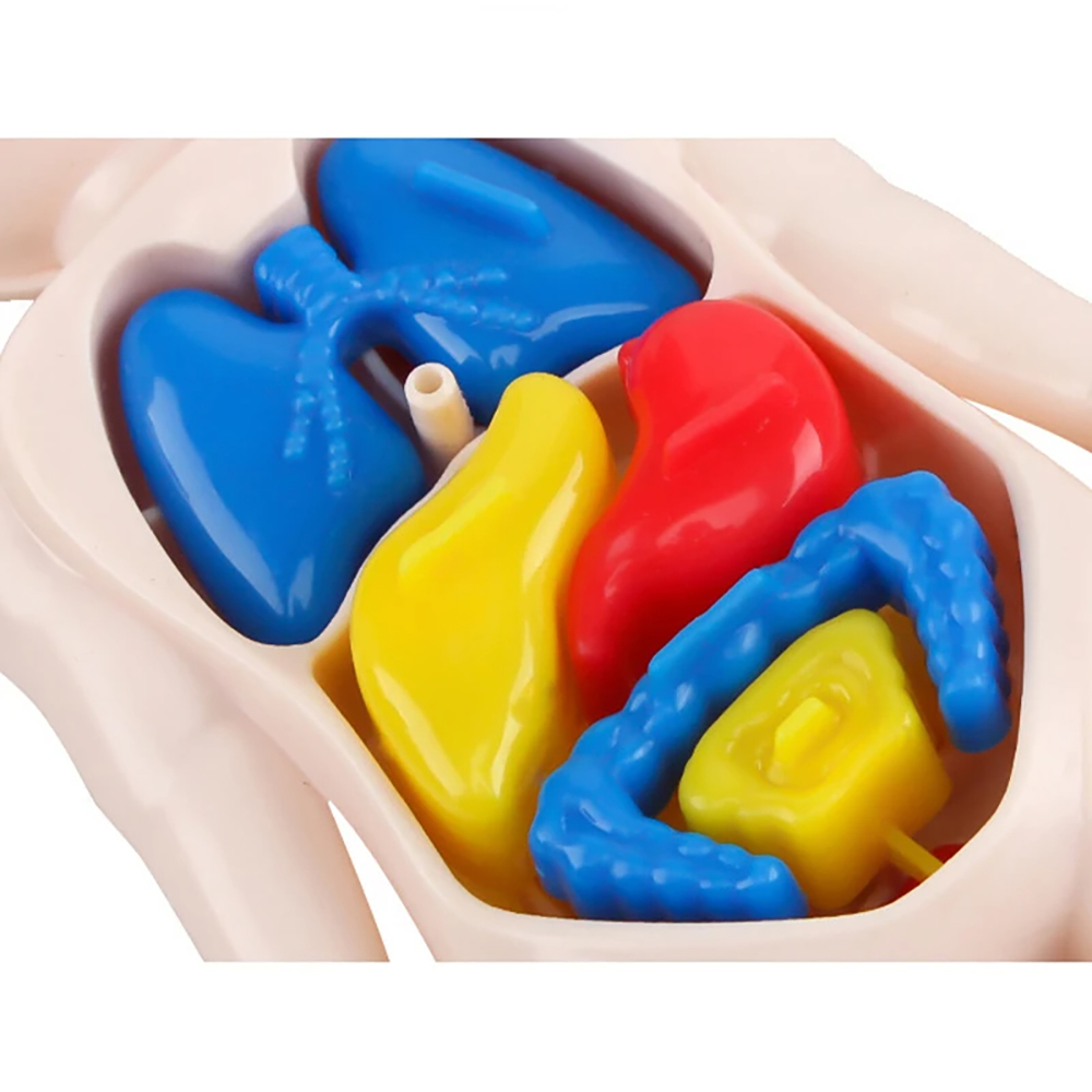 Montessori Toys Children Science Education Human Body Organ Anatomy Model DIY Assembled Medical Toys Teaching Tools