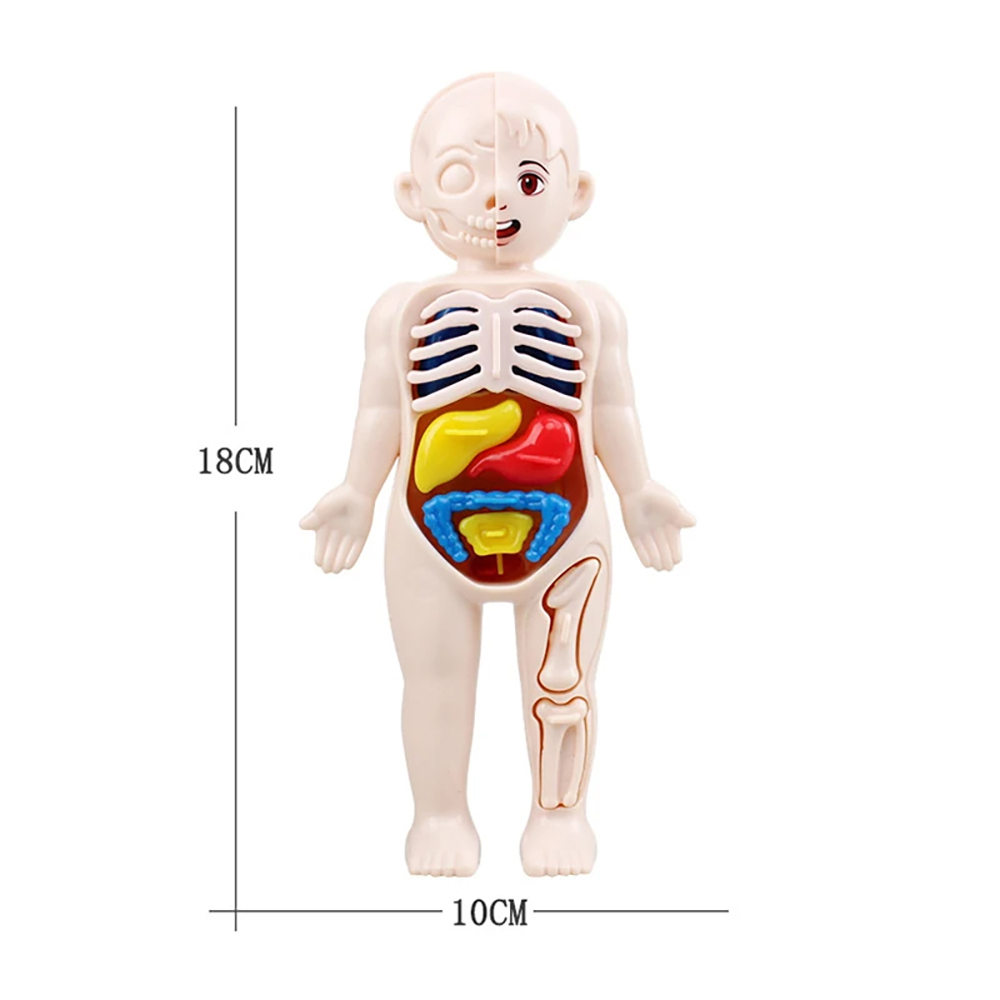 Montessori Toys Children Science Education Human Body Organ Anatomy Model DIY Assembled Medical Toys Teaching Tools