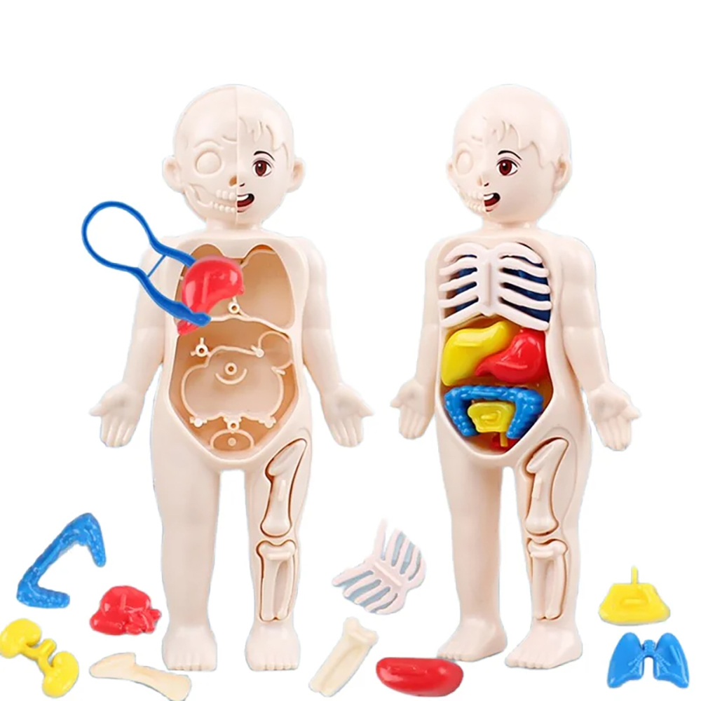 Montessori Toys Children Science Education Human Body Organ Anatomy Model DIY Assembled Medical Toys Teaching Tools