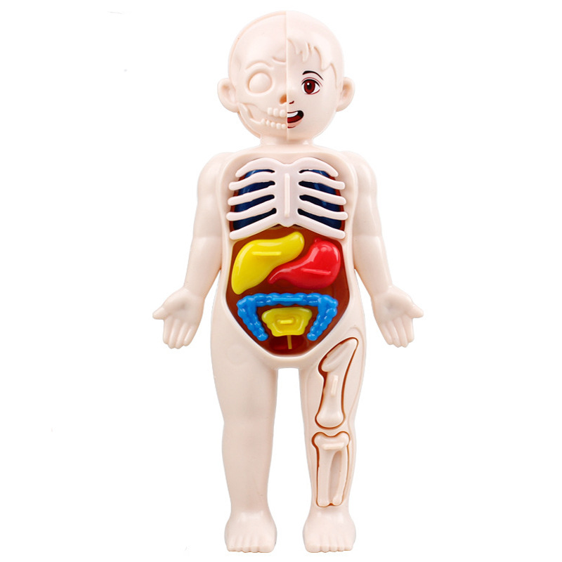 Montessori Toys Children Science Education Human Body Organ Anatomy Model DIY Assembled Medical Toys Teaching Tools