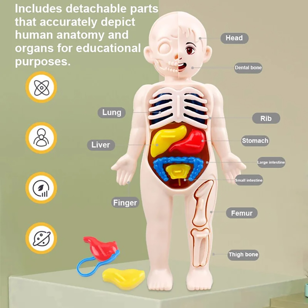 Montessori Toys Children Science Education Human Body Organ Anatomy Model DIY Assembled Medical Toys Teaching Tools