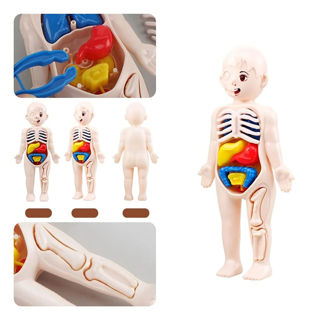 Montessori Toys Children Science Education Human Body Organ Anatomy Model DIY Assembled Medical Toys Teaching Tools