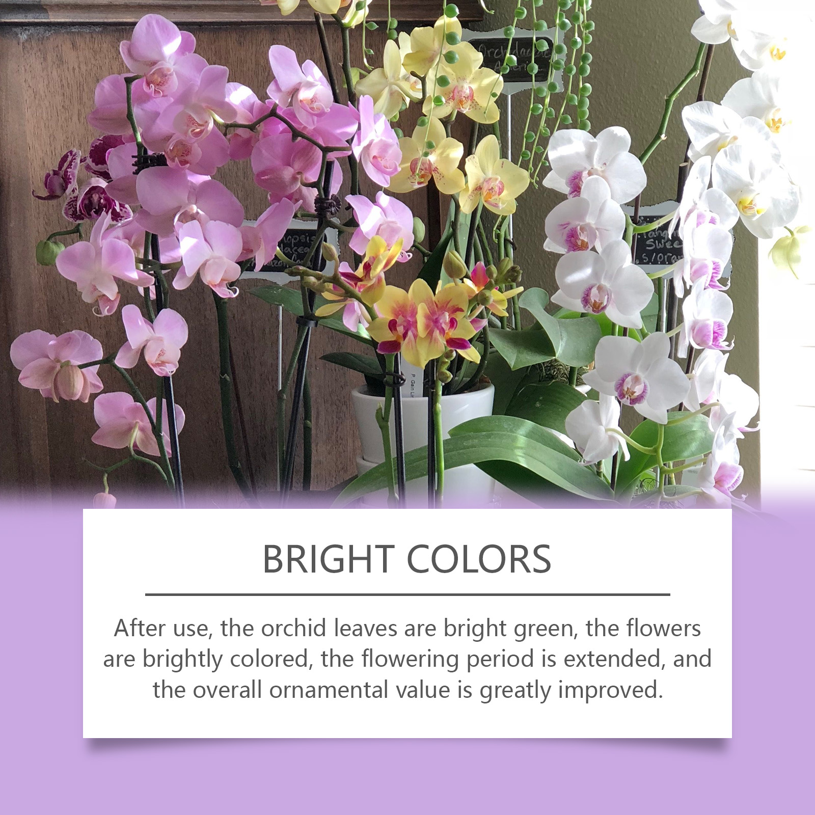 50ml Orchid Special Liquid Flower Fertilizer Hydroponic Garden Plant Nutrition Growth Supplement Compound Nutrients for Flowers