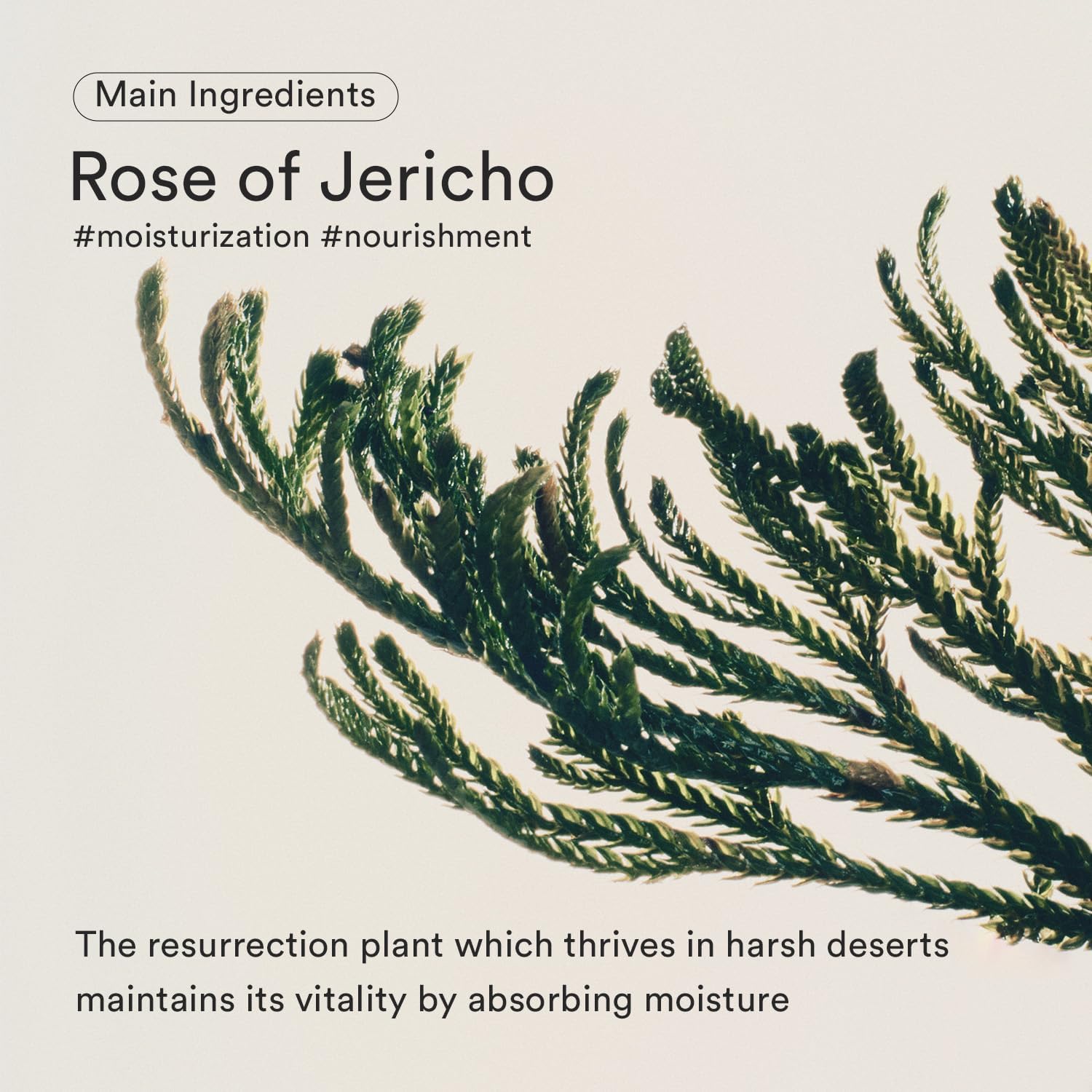Abib Jericho Rose Bifida Serum Firming Drop 50ml Deep Hydration Serum for Dry Skin Barrier Strength Skin Bounce Moisturizing Korean Skincare