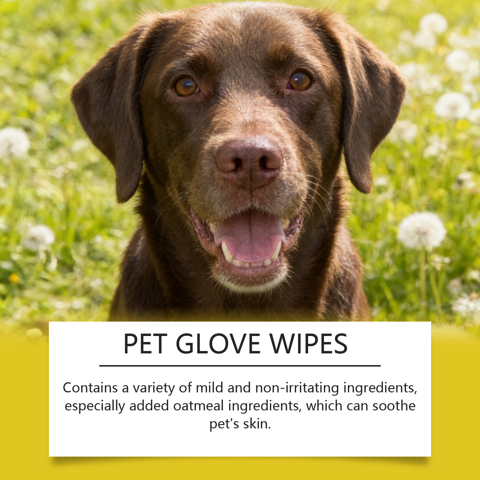 Pet Cleaning Gloves Disposable Rinse Free Convenient Daily Care For Cats And Dogs
