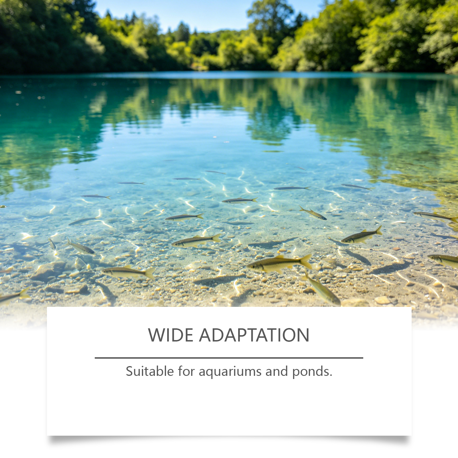 Water Clarifying Powder Daily Care Mild Formula Purify Aquatic Environment Domestic Fish Raising Fish Tank Essential