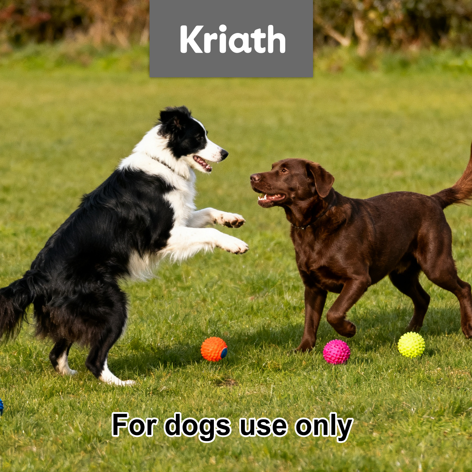 Daily Probiotic Soft Granules For Dogs Support Intestinal Balance Easy Feeding Mild Care Boost Vitality Regular Canine Gut Maintenance