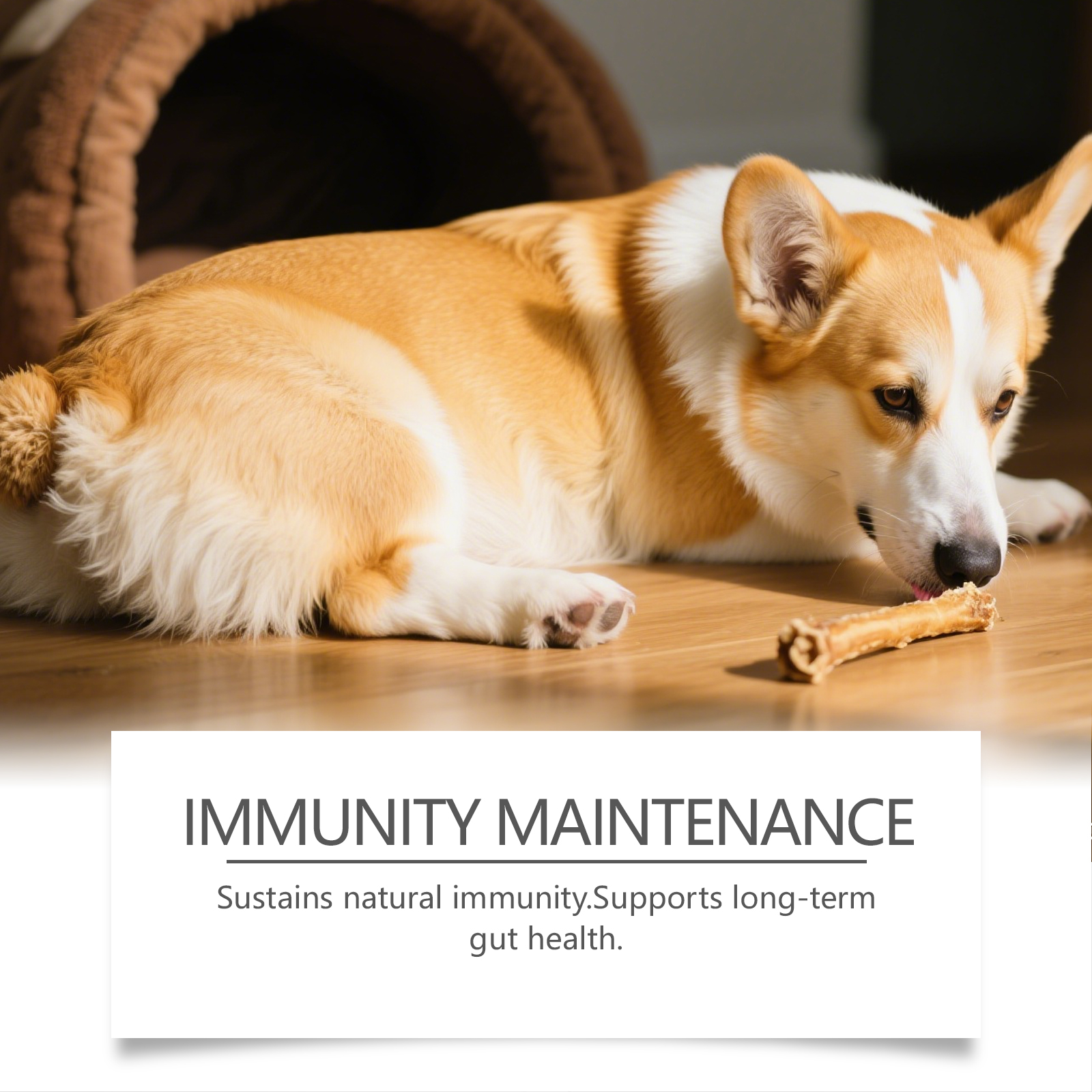 Daily Probiotic Soft Granules For Dogs Support Intestinal Balance Easy Feeding Mild Care Boost Vitality Regular Canine Gut Maintenance