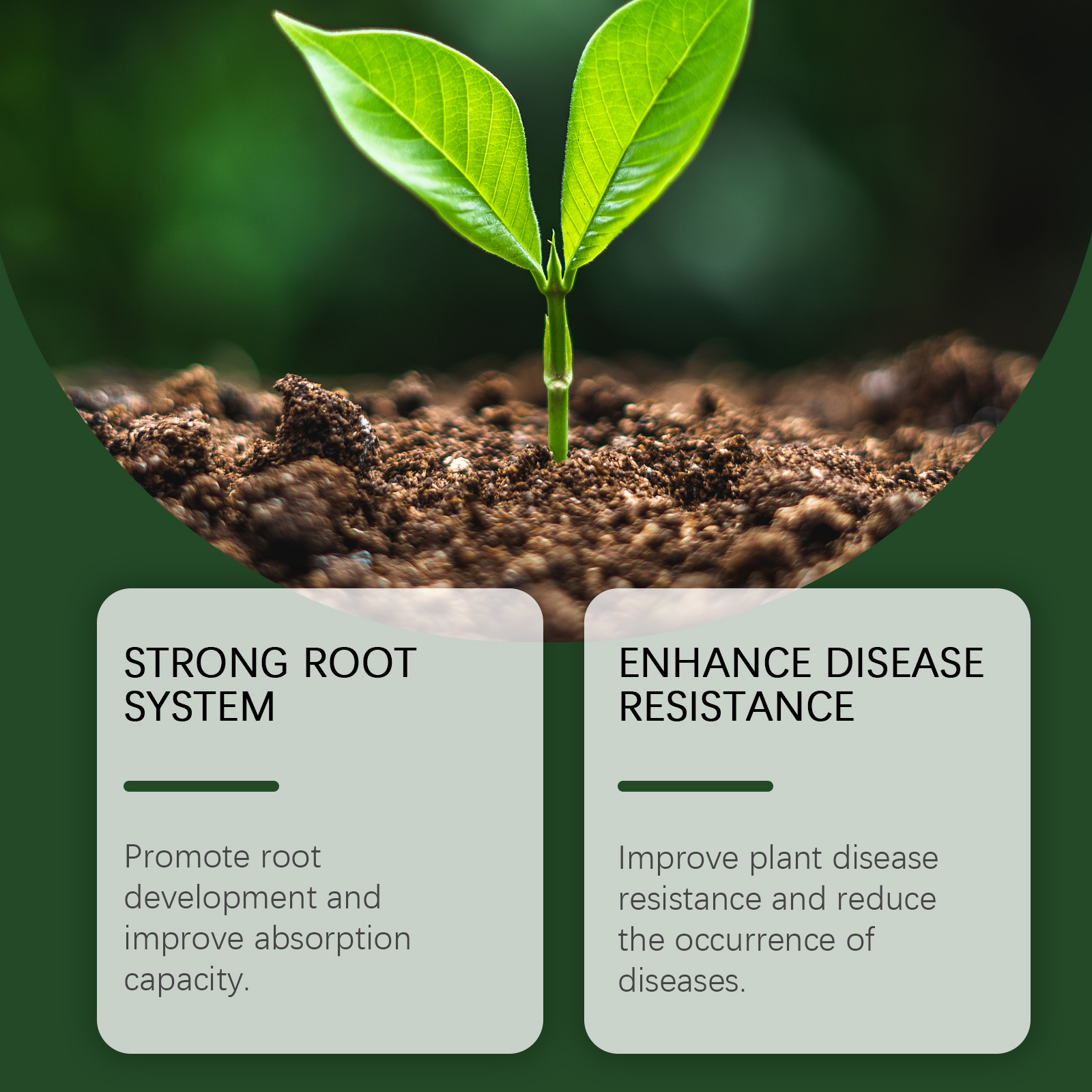 Mycorrhizal Fungi Root Enhancer Promotes Plant Growth Boosts Root Health Enhances Nutrient Absorption for Garden Plants ﻿