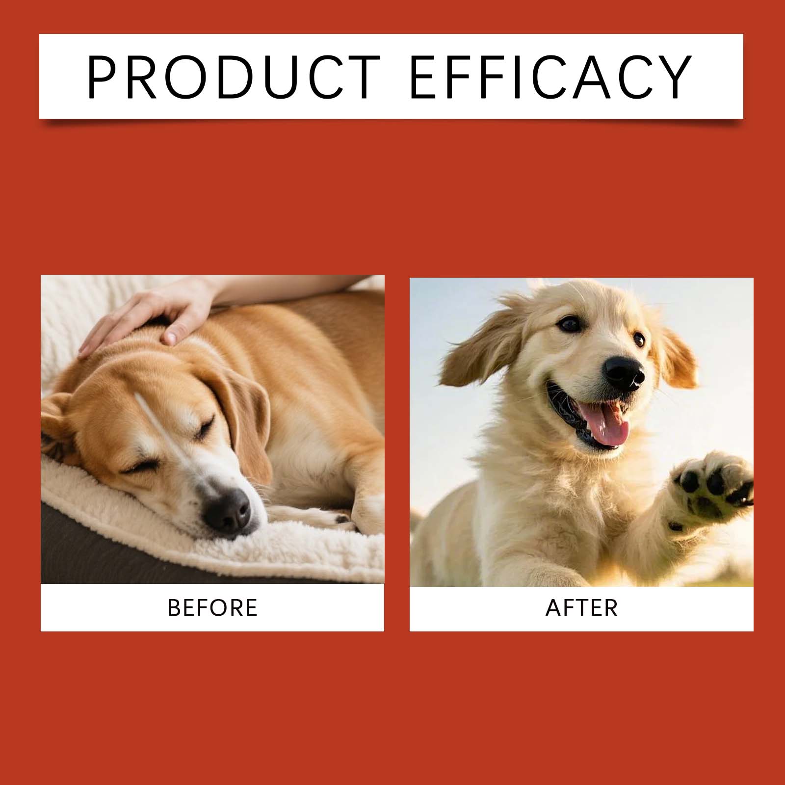 Pet Probiotic Supplement Gentle Ingredients Nurture Body Comfort Daily Care For Dogs Regular Use Healthy Mild Formula Support Canine Wellness