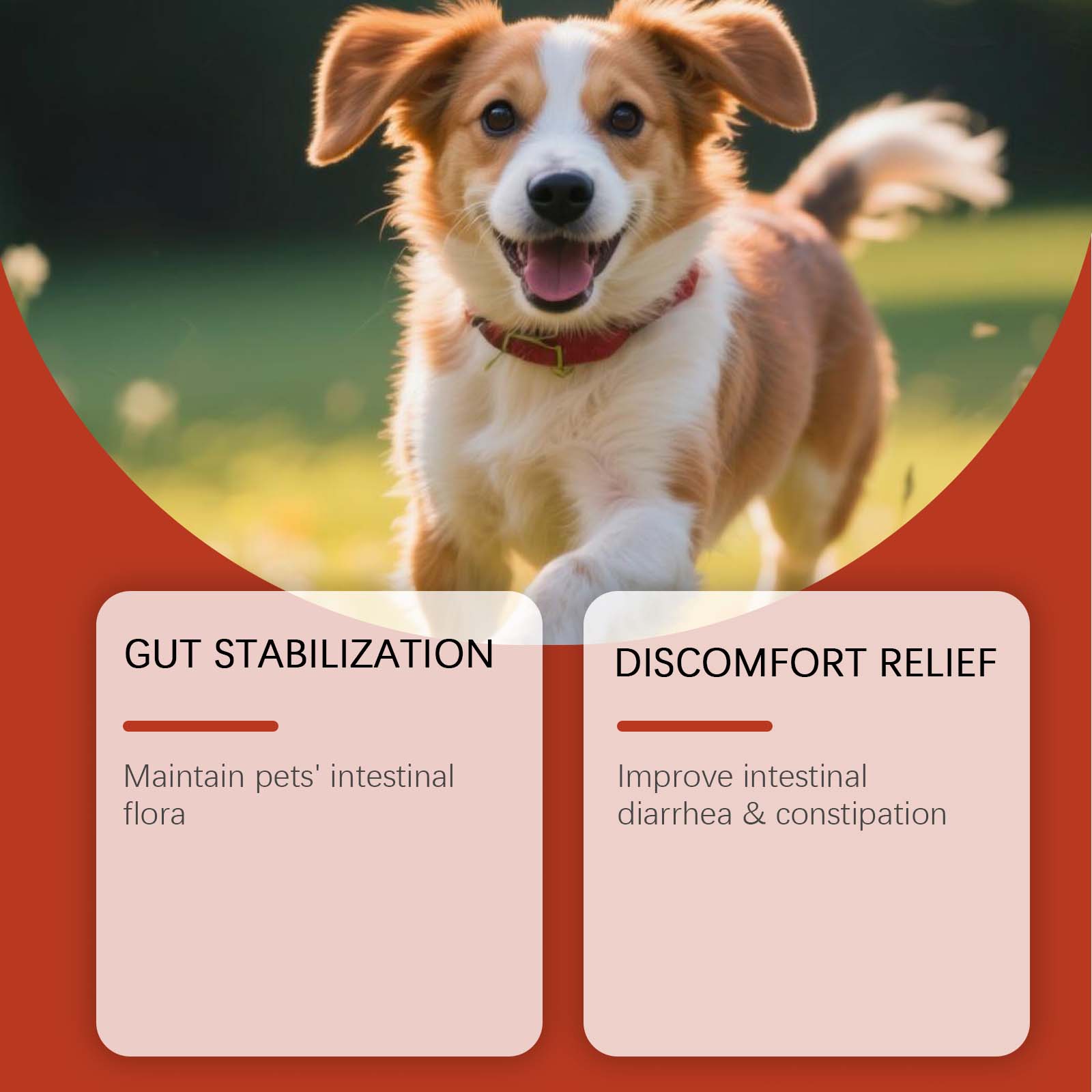 Pet Probiotic Supplement Gentle Ingredients Nurture Body Comfort Daily Care For Dogs Regular Use Healthy Mild Formula Support Canine Wellness