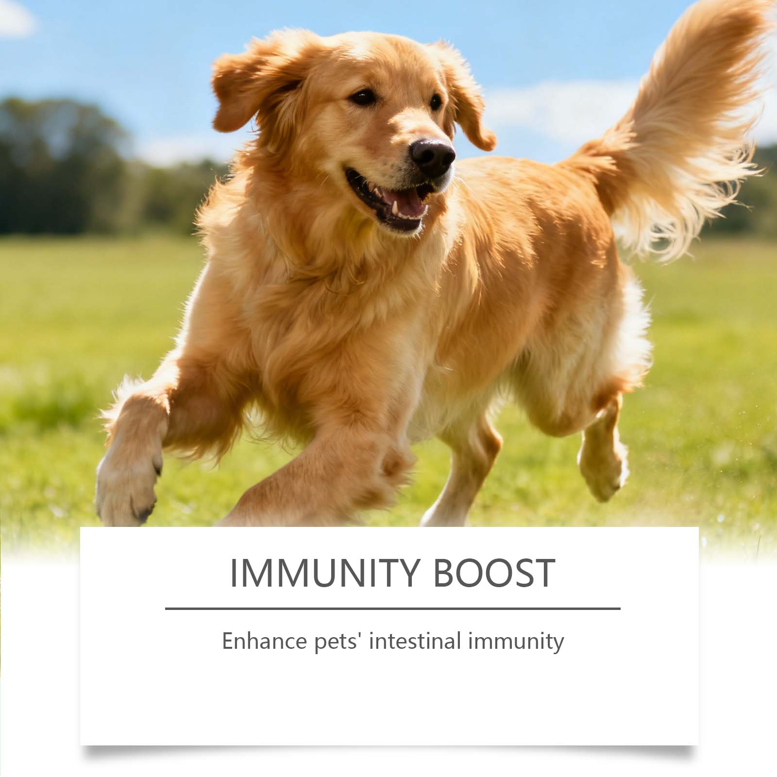 Pet Probiotic Supplement Gentle Ingredients Nurture Body Comfort Daily Care For Dogs Regular Use Healthy Mild Formula Support Canine Wellness