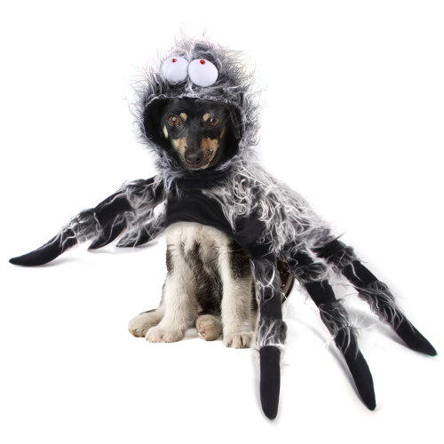 Spider Cape Pet Costume with Glasses Realistic Legs for Halloween